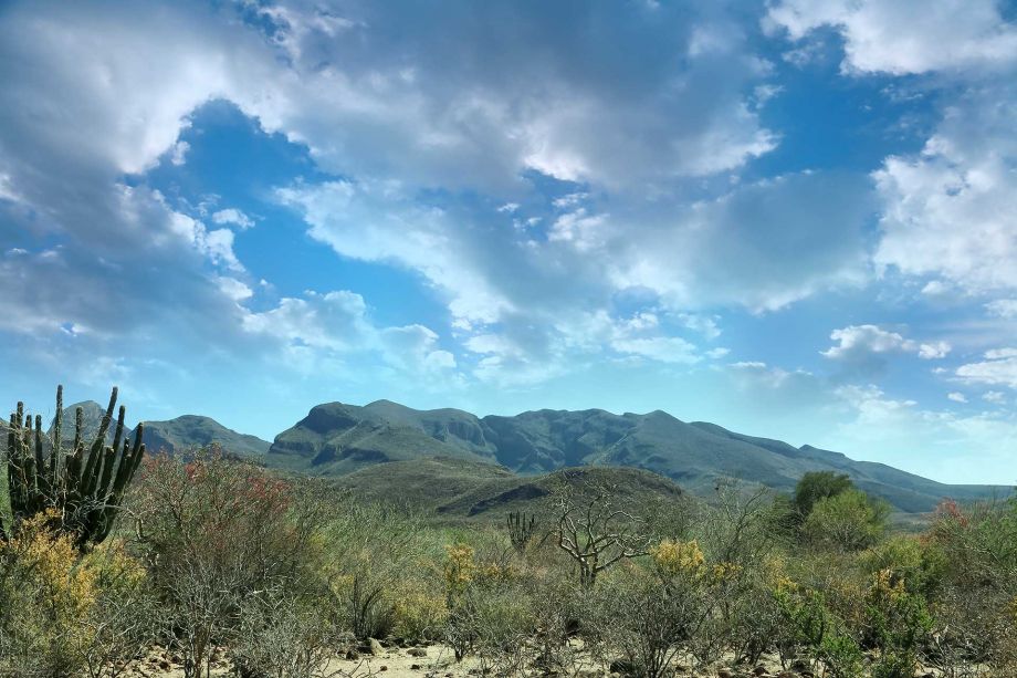 Horizon in Tucson